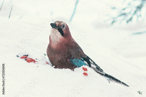 Photography A jay bird sits on the snow in the winter forest.