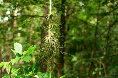 tillandsia ionantha plant growing in the air on a creeper in the dense, shady tropical jungle of the Yucatan photo