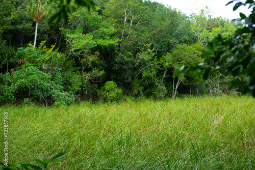 edge of the marge and forest