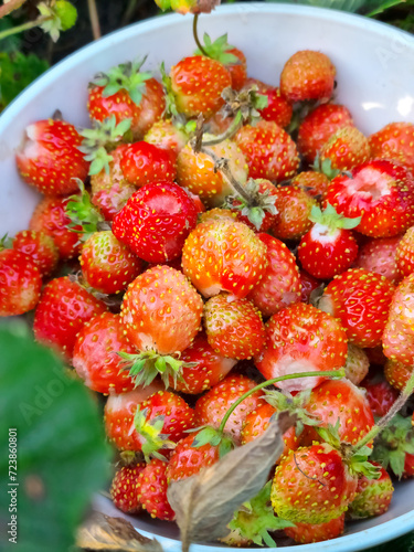 Close-up - ripe strawberries in a cup, collected from the garden in autumn