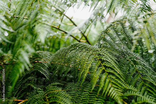 Natural green fern leaves growing in tropical forest. Botanical lush foliage texture with fern fronds. 