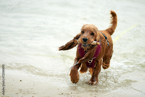 cocker spaniel running on the beach