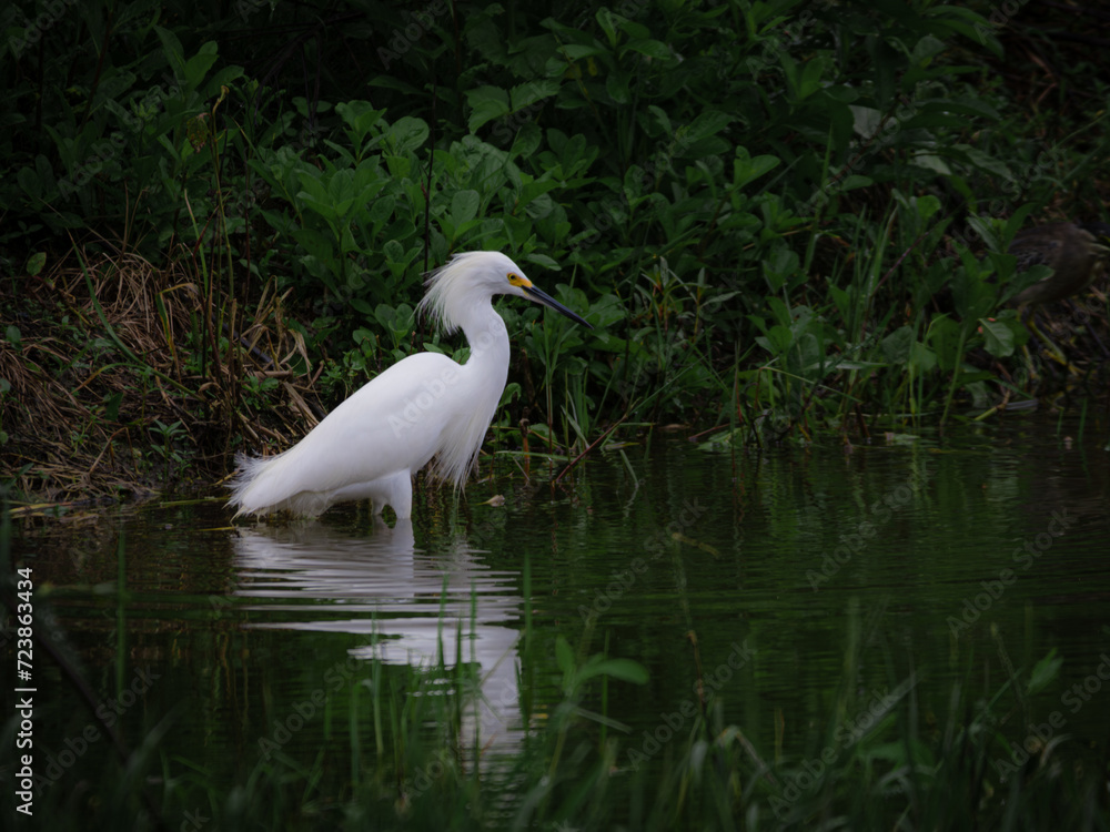 Fototapeta premium smal white egret