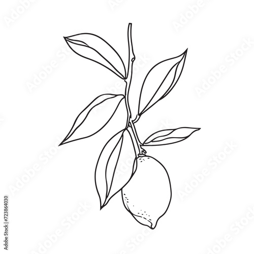 Simple line drawing illustration of a lemon on a tree branch