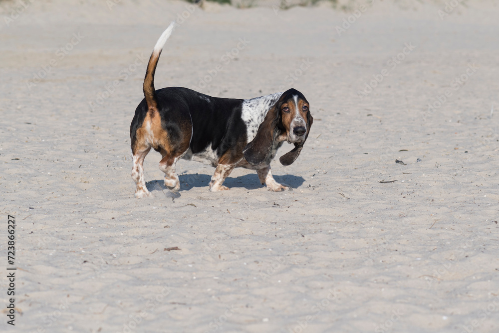 Basset am Nordseestrand von Norddeich Basset am Nordseestrand von Norddeich
