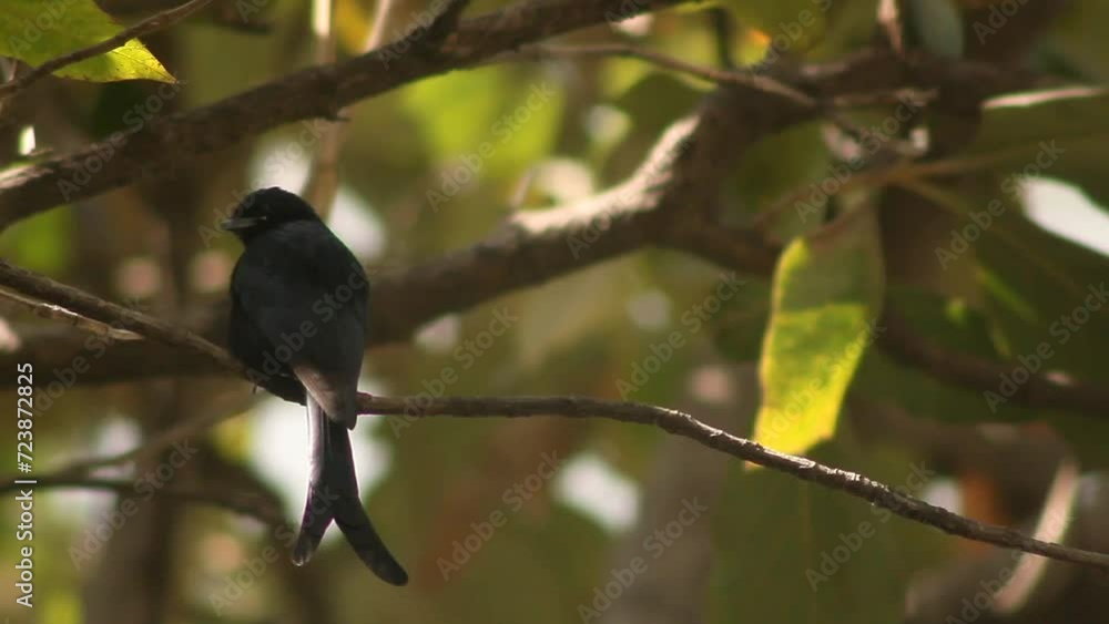 black drongo (Dicrurus macrocercus) black drongo (Dicrurus macrocercus)