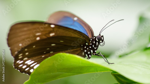 Fotografi Papillon morpho bleu
