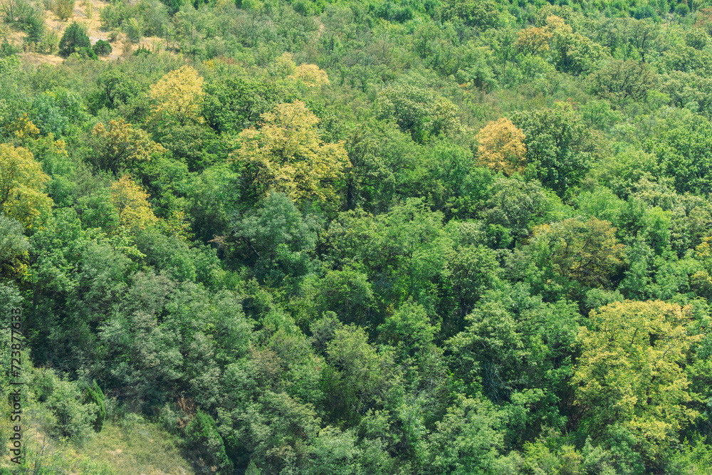 Trees on the mountainside as a background Trees on the mountainside as a background