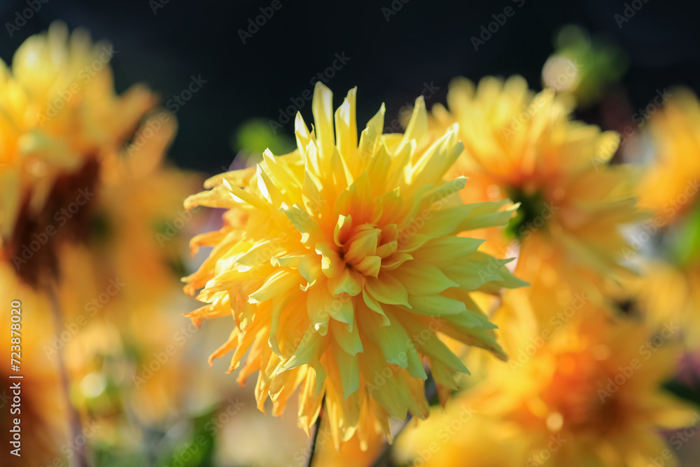 Obraz premium Autumn blooming plant Dahlia
