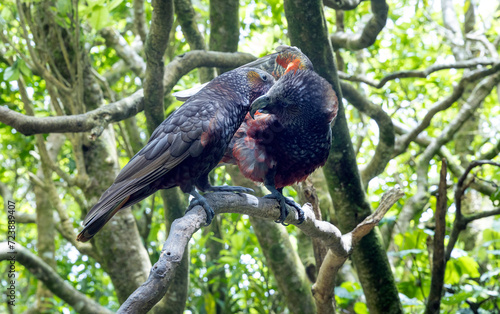 Fotografie Kea bird