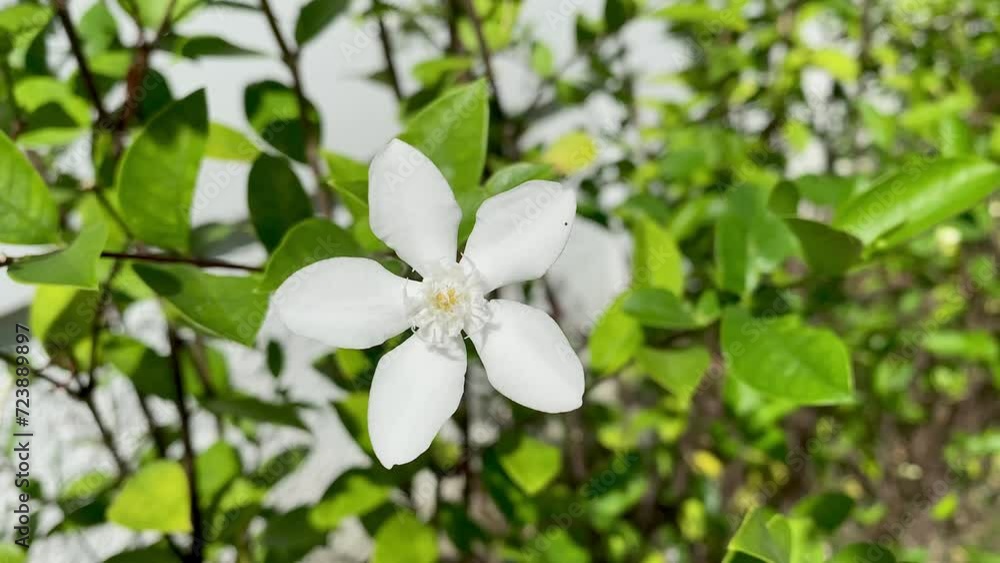 beautiful jasmine,white jasmine flower, Five-petaled white jasmine flowers are blooming, white color, small five petals with yellow pollen, The flowers blooming in the garden look beautiful. beautiful jasmine,white jasmine flower, Five-petaled white jasmine flowers are blooming, white color, small five petals with yellow pollen, The flowers blooming in the garden look beautiful.