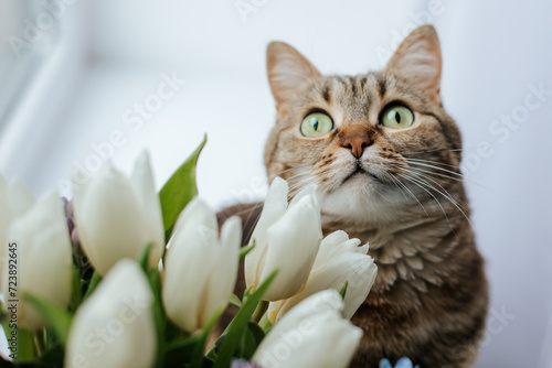 Photography a brown tabby cat with green eyes sits on a windowsill next to a basket with whi
