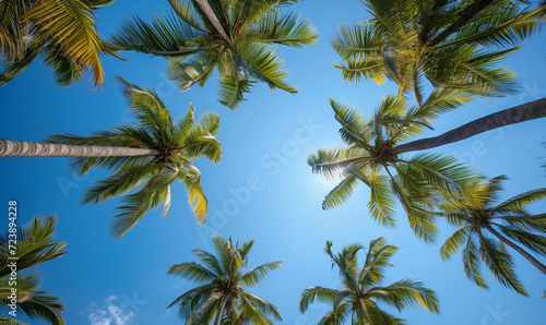 bottom view of coconut trees. clear sky. bellow beach tree.