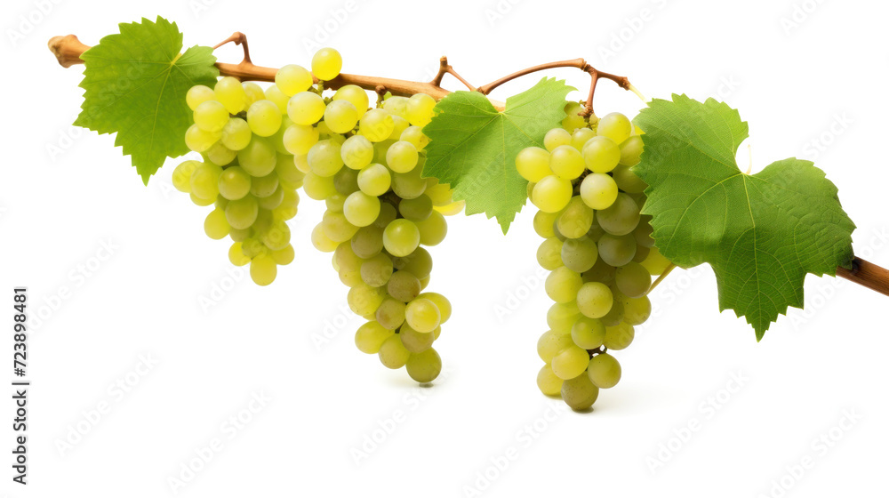 Fototapeta premium Grapes hanging on a vine in a lush vineyard, showcasing the vibrant colors of ripe berries amidst green leaves, embodying the essence of agriculture and the harvest season