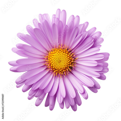 Aster flower isolated on transparent background