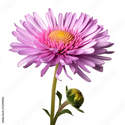 Aster flower isolated on transparent background