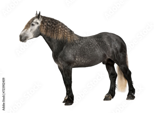 Percheron, 5 years old, a breed of draft horse, standing against