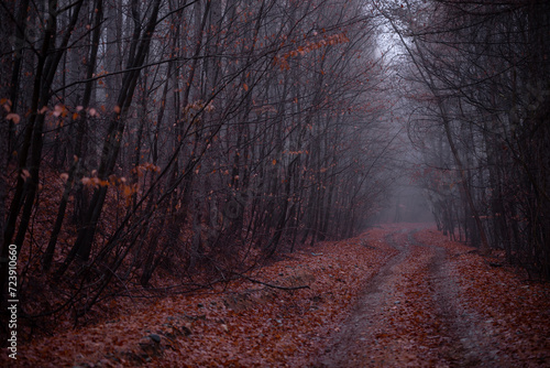 a road that leads into the fog through the forest in the fall season. autumn landscape in the wild