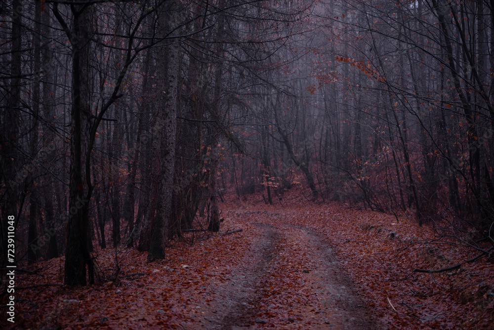 a road that leads into the fog through the forest in the fall season. autumn landscape in the wild a road that leads into the fog through the forest in the fall season. autumn landscape in the wild