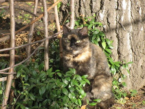 Tortoiseshell cat with green eyes beautiful sit in the garden photo