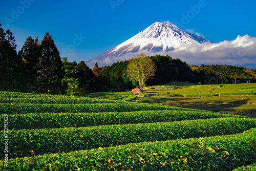 茶畑から望む富士山