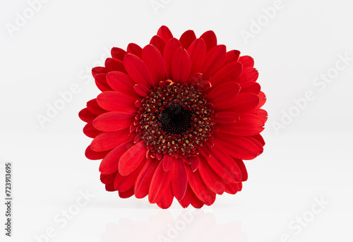 Red daisy or gerbera flower with a light reflection