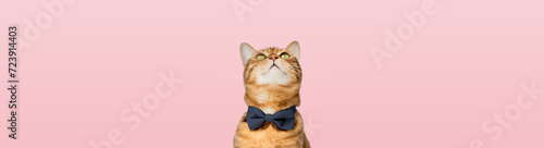 Cute Bengal cat wearing a bow tie on a pink background. photo