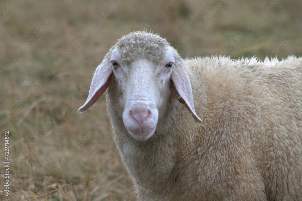 Fototapeta premium Nahaufnahme Schaf das in die Kamera blickt
