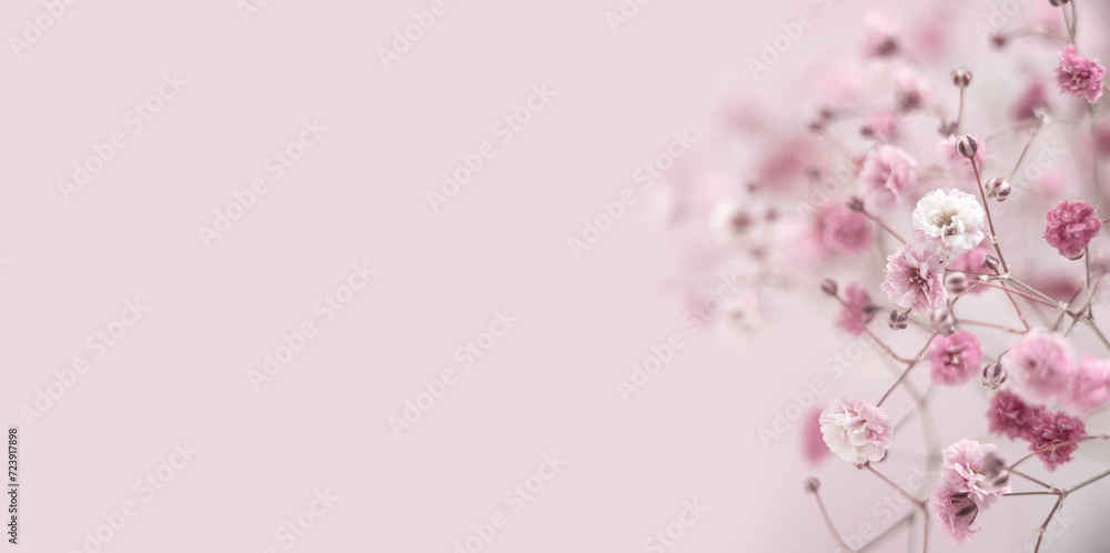 Pink background of Gypsophyla flower. Summer or spring floral composition. Flat lay, copy space