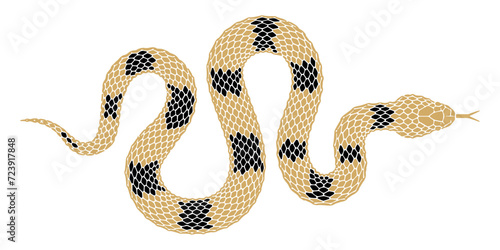 snake vector illustration