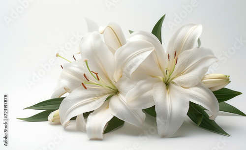 white lilies on white background