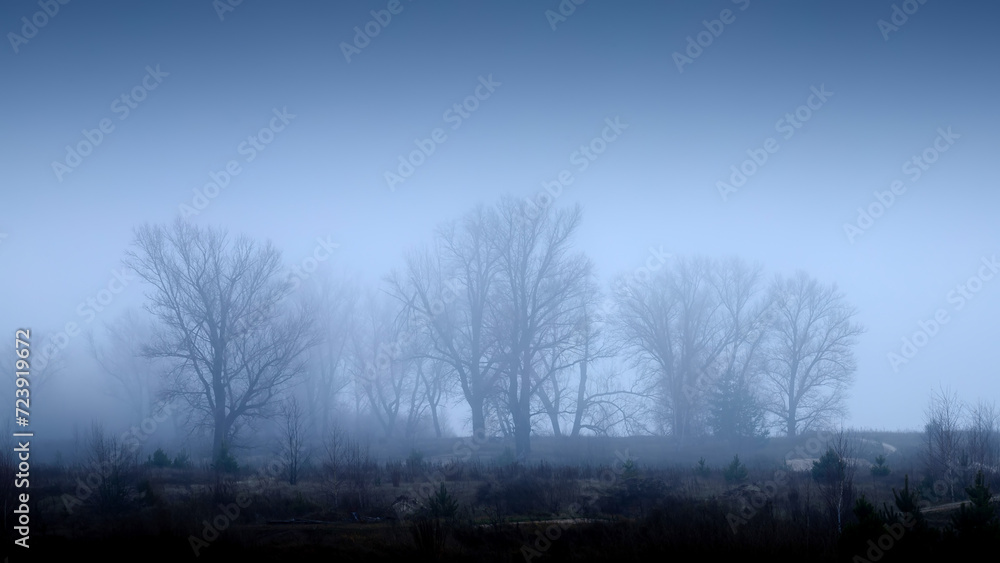 Mysterious landscape. Silhouettes of trees in the fog at autumn cloudy day
