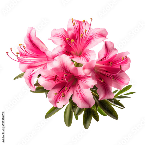 Azalea flower isolated on transparent background