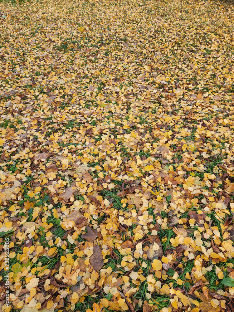 Fallen leaves. Background of fallen autumn leaves. Yellow autumn leaves Fallen leaves. Background of fallen autumn leaves. Yellow autumn leaves