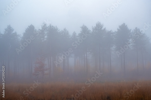 This atmospheric image captures a dense fog settled over a pine forest, with the silhouettes of the trees emerging like specters from the mist. A singular reddish tree stands out amidst the