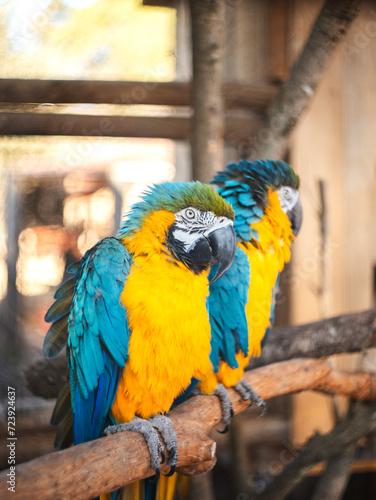 blue and yellow macaw on a blurred background photography 