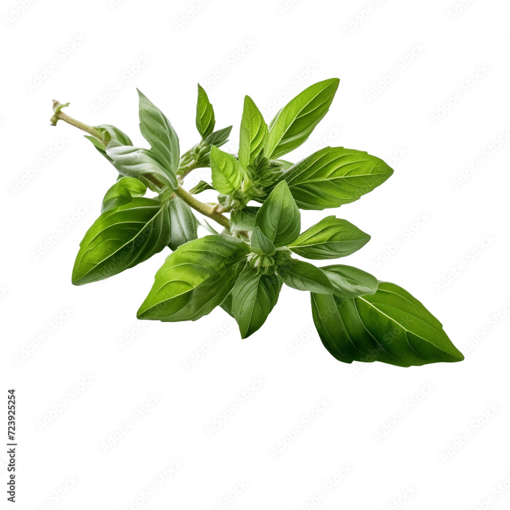 Basil flower isolated on transparent background Basil flower isolated on transparent background