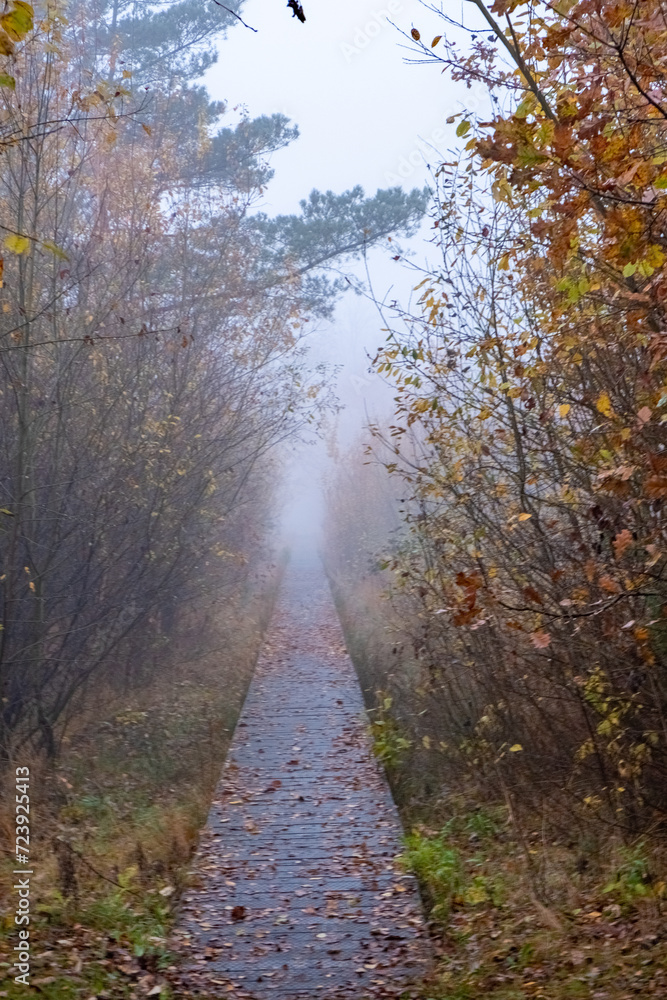 This image presents a serene and mystifying view of an autumnal pathway transitioning into winter. The wooden boardwalk, damp and speckled with fallen leaves, leads into a vanishing point obscured by
