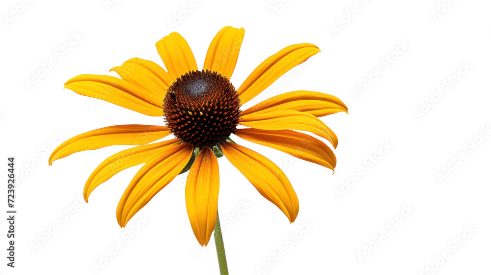 Blackeyed Susan flower isolated on a transparent background