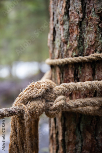 Rope tied to a tree in the forest, close-up. An old rope tied in a knot to a large tree in the forest. A rope around the trunk of a tree, a rope with a knot around the tree. Beautiful natural © Nadezhda