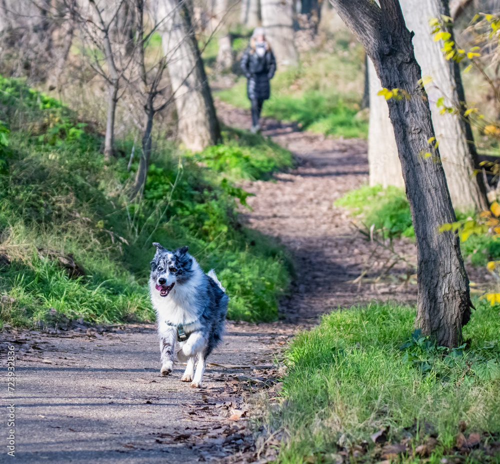 Obraz premium La carrera del perro