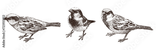 Hand drawing of three cute small city sparrows, vector illustration isolated on white