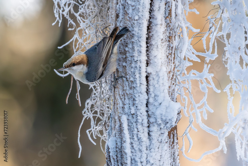 Brown-Headed Nuthatch in Snow photo