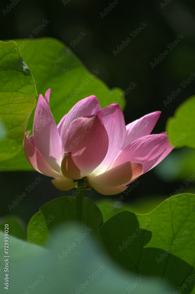 Flores, agua, abejas, ¡gran combinación de naturaleza para la vida! Flores, agua, abejas, ¡gran combinación de naturaleza para la vida!