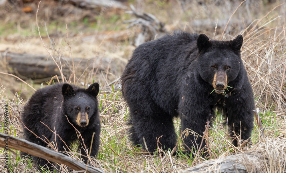 Black Bear Sow and Cubs in Wyoming in Springtime