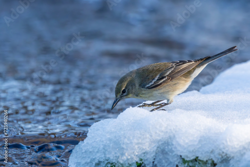 Pine Warbler in snow photo