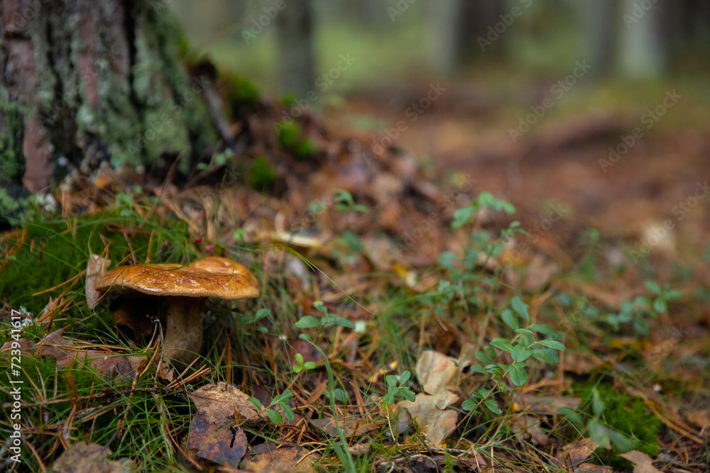 Fototapeta premium Mushroom in the autumn forest. close-up, selective focus. Chanterelle mushroom grows in wood. Orange golden mushrooms food in nature. Boletus growing in wild wood