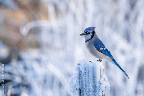 Blue Jay in snow © Gordon