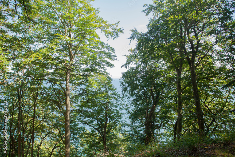 Blick durch die Kronen auf Rügen im Wald Blick durch die Kronen auf Rügen im Wald