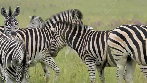 A 4K vid of a herd of Zebra in mating season fighting for dominance over the females, pushing and shoving and biting while jumping and dodging. taken during a safari game drive in South Africa